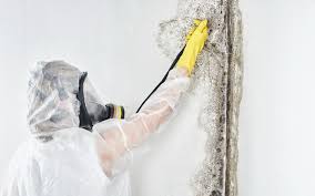 Best Asbestos and Lead Testing During Mold Inspection  in USA